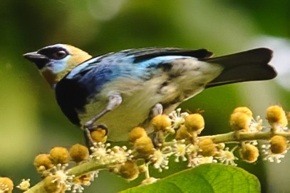 Golden-hooded Tanager - ML632787763
