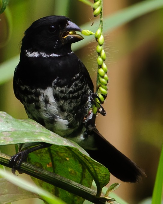 Variable Seedeater - ML632787764