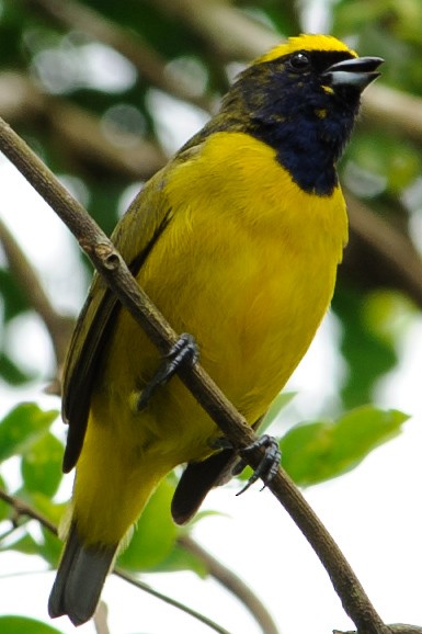 Yellow-crowned Euphonia - ML632787768