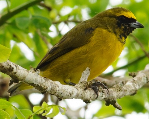 Yellow-crowned Euphonia - ML632787769