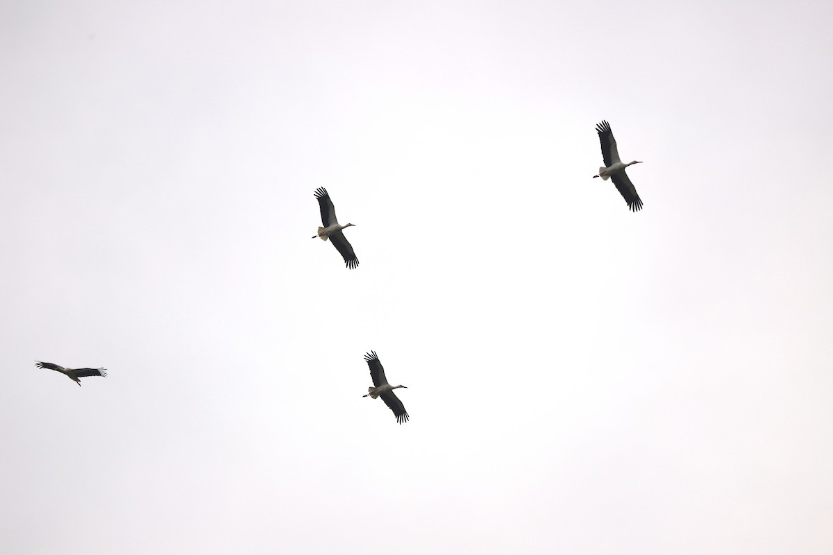 White Stork - ML632787903