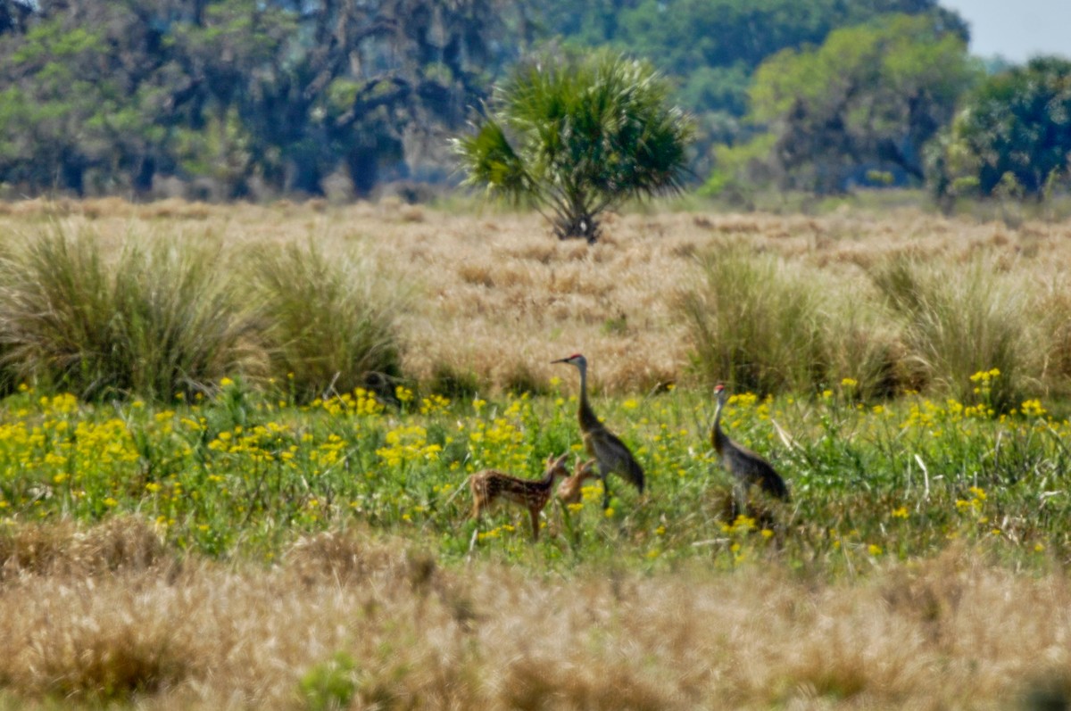 Sandhill Crane - ML632787971