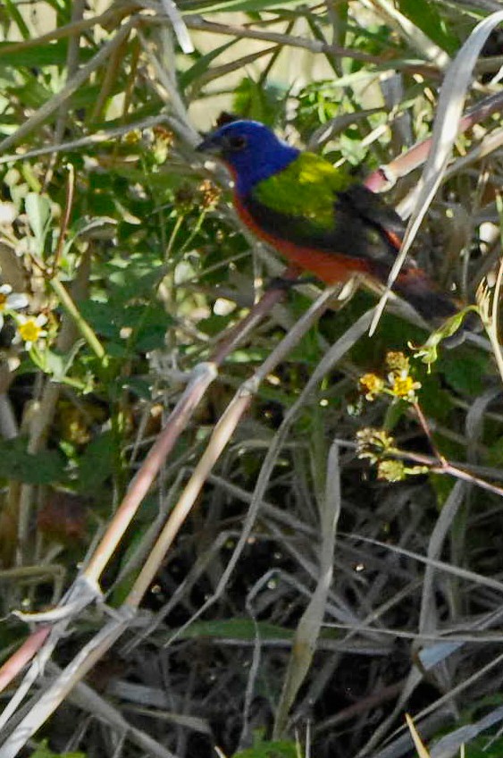 Painted Bunting - ML632787973
