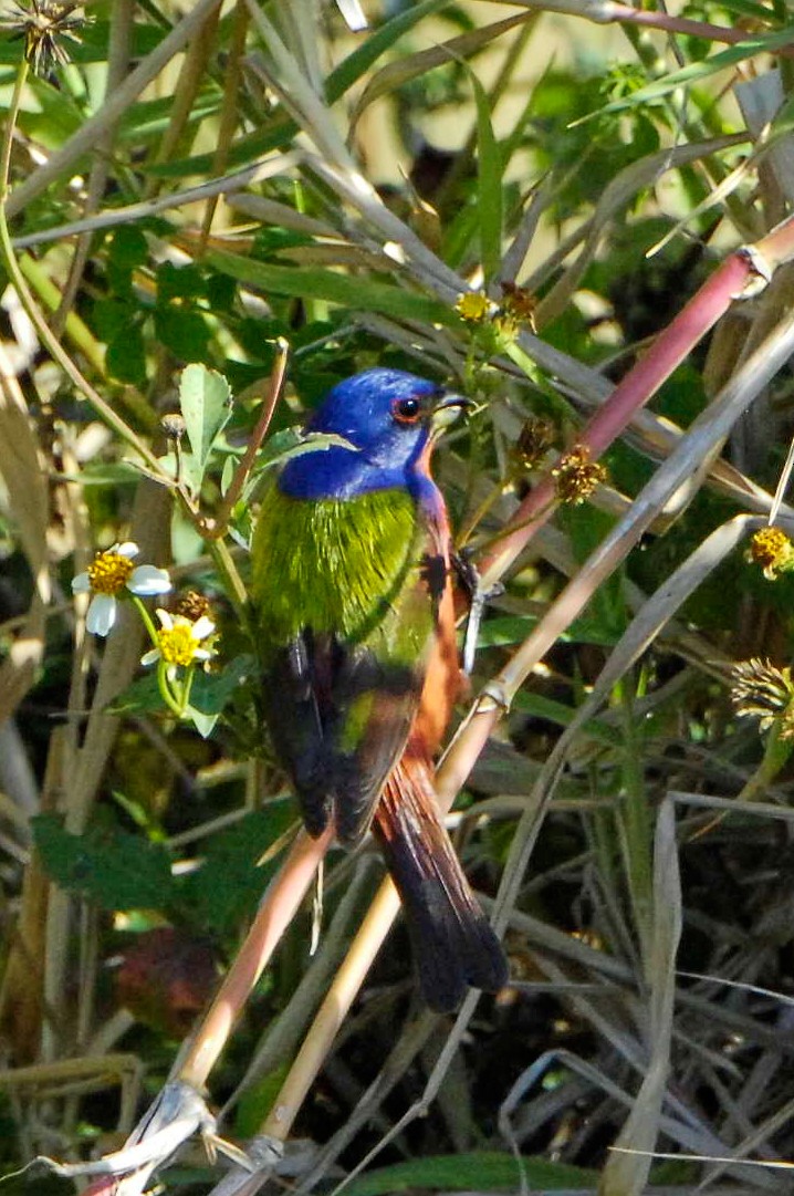 Painted Bunting - ML632787977