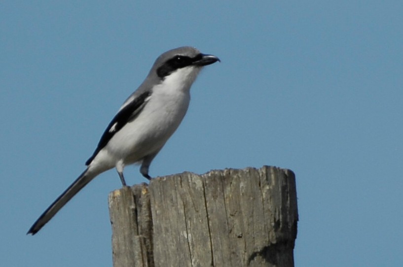 Loggerhead Shrike - ML632787983