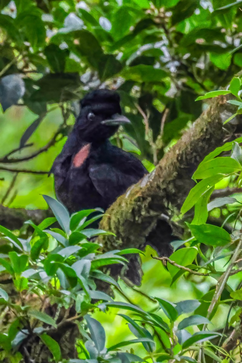 Bare-necked Umbrellabird - ML632787989