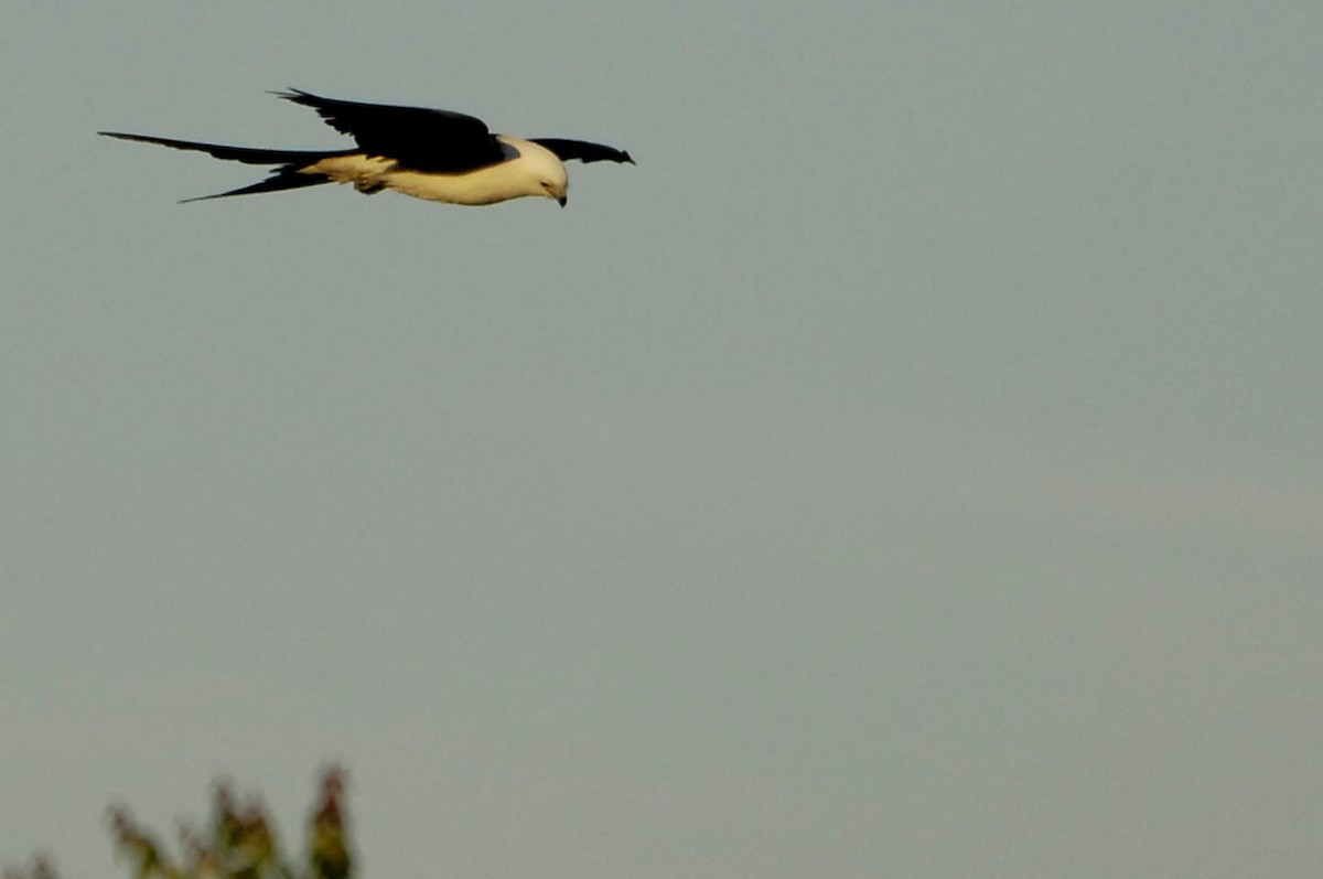 Swallow-tailed Kite - ML632788007