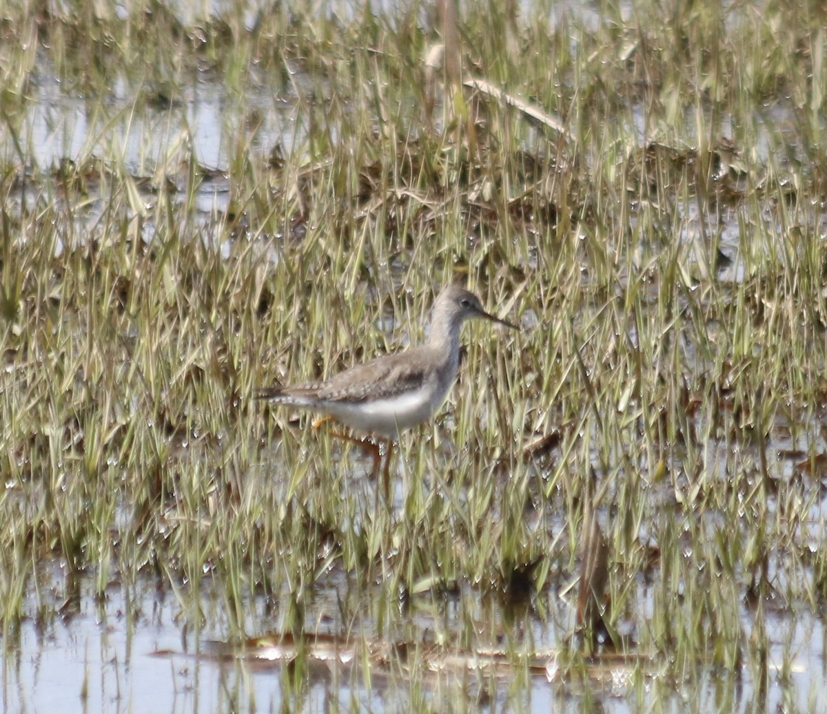 Lesser Yellowlegs - ML632788146