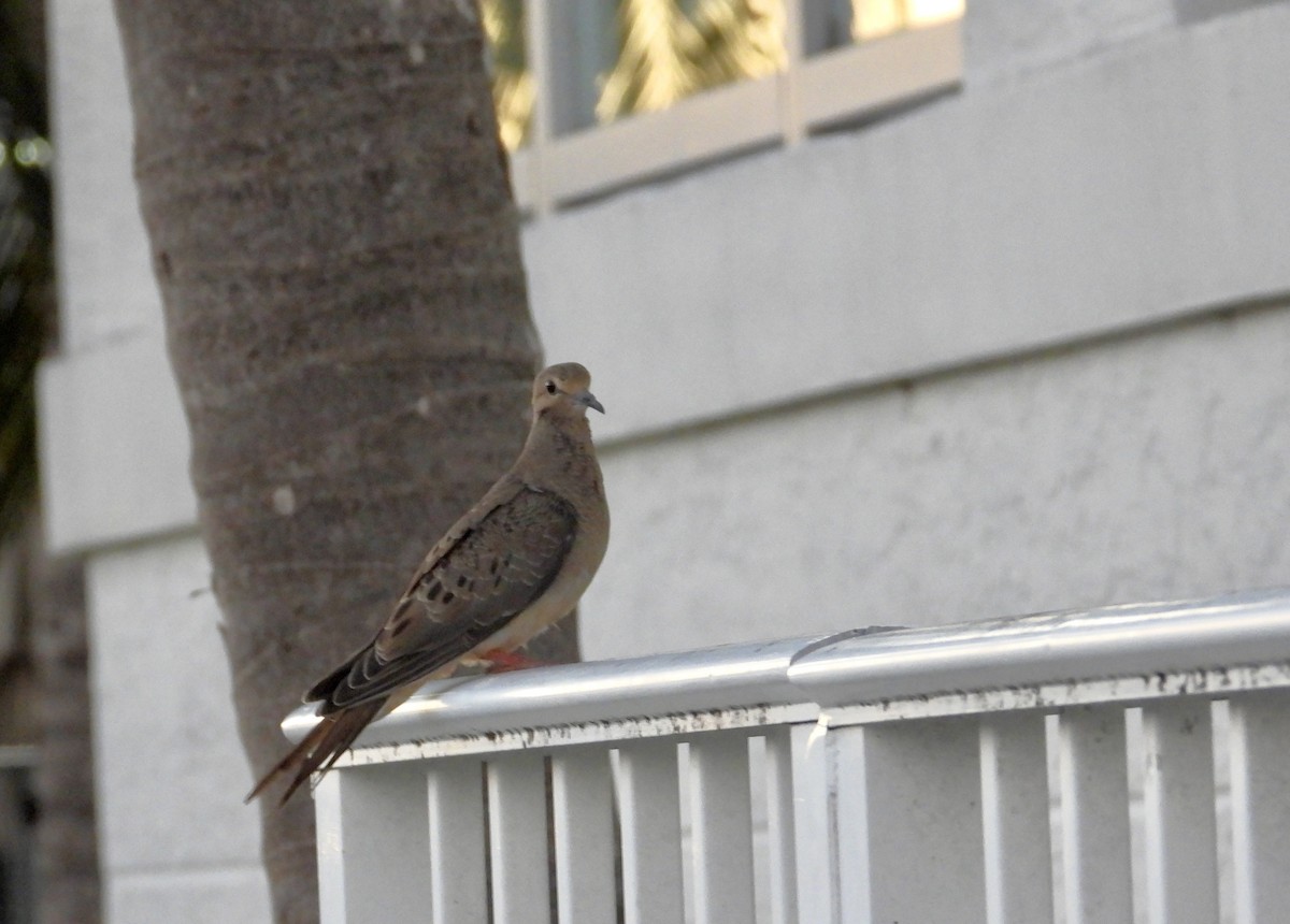 Зенаїда північна - ML632788228