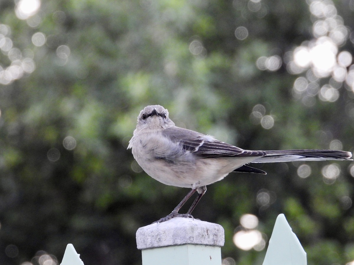 Пересмішник багатоголосий - ML632788255