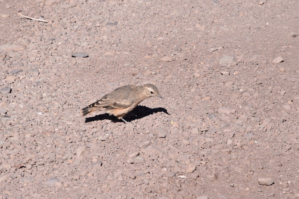 Rufous-banded Miner - ML632788341