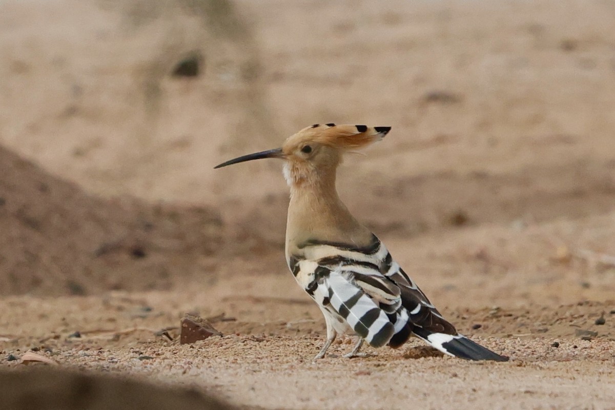 Common Hoopoe - ML632788472