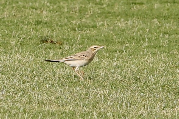 Tawny Pipit - ML632788481