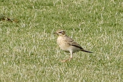 Tawny Pipit - ML632788482