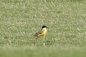 Western Yellow Wagtail (feldegg) - ML632788488