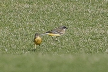 Western Yellow Wagtail - ML632788491