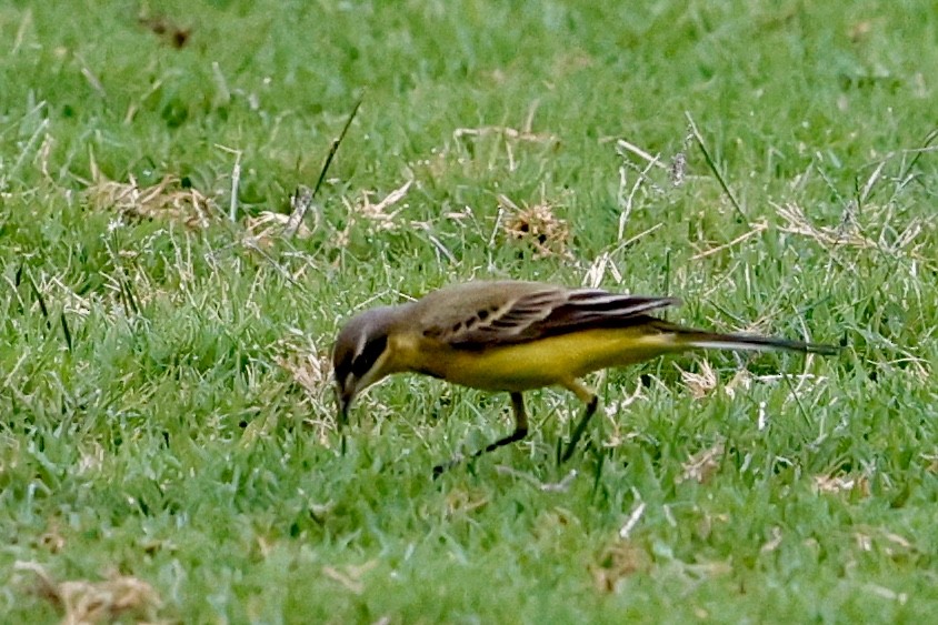 Western Yellow Wagtail - ML632788492