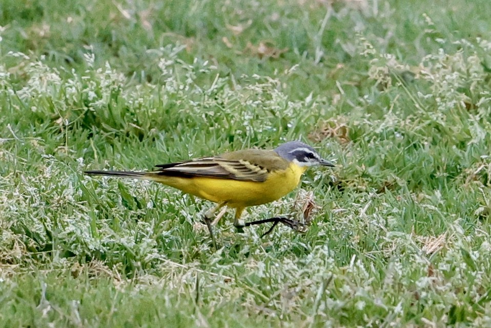 Western Yellow Wagtail - ML632788493
