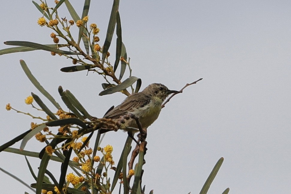 Nile Valley Sunbird - ML632788497