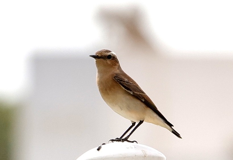 Northern Wheatear - ML632788513