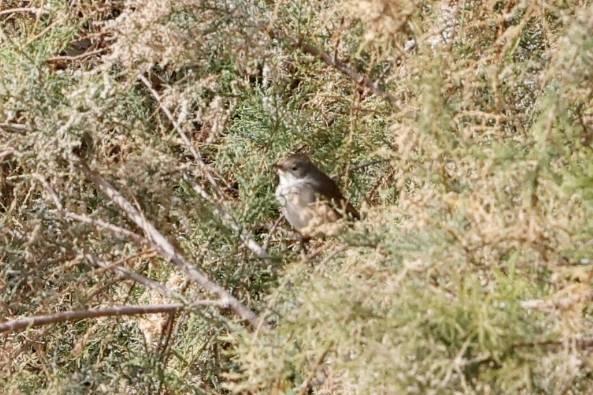 Greater Whitethroat - ML632788521