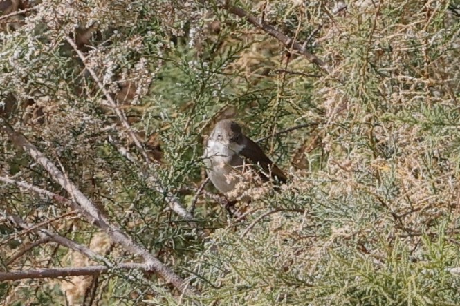Greater Whitethroat - ML632788522