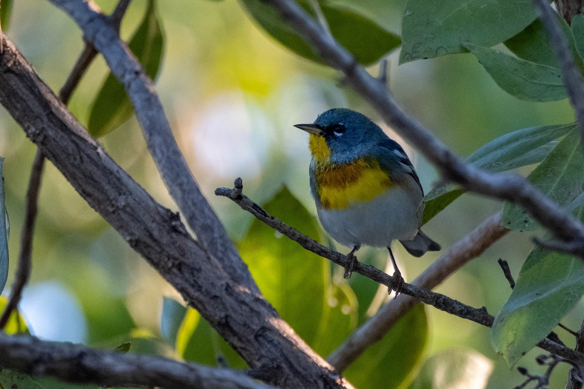 Northern Parula - ML632788528