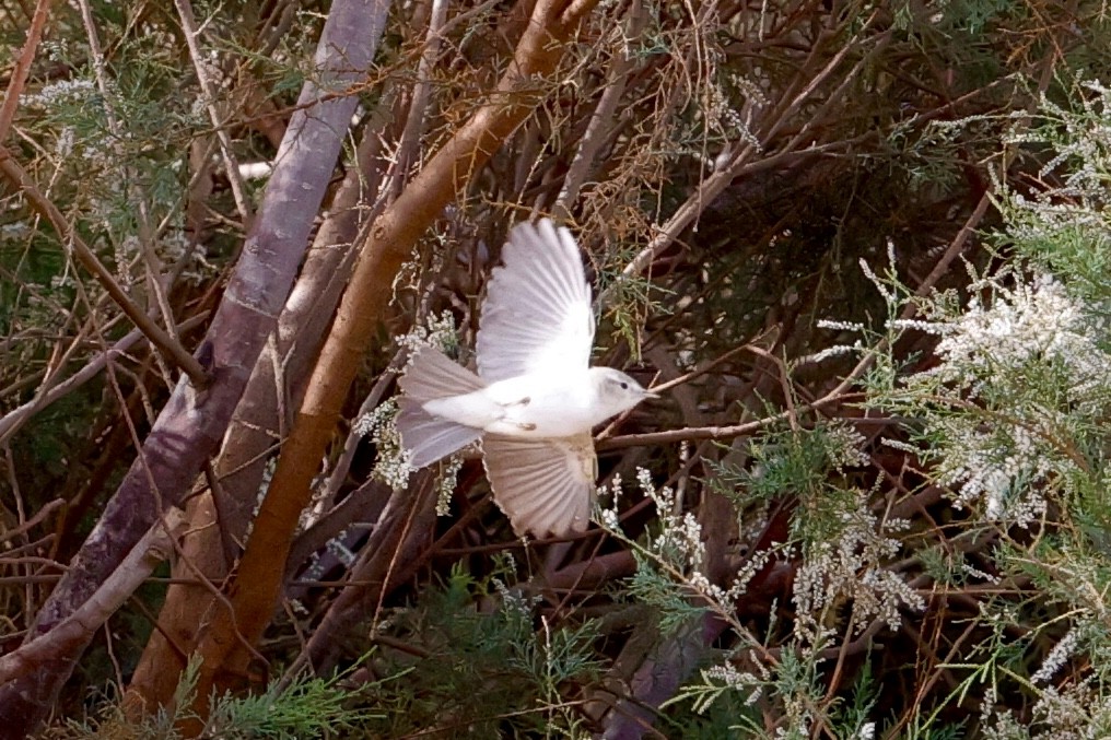 Eastern Bonelli's Warbler - ML632788530