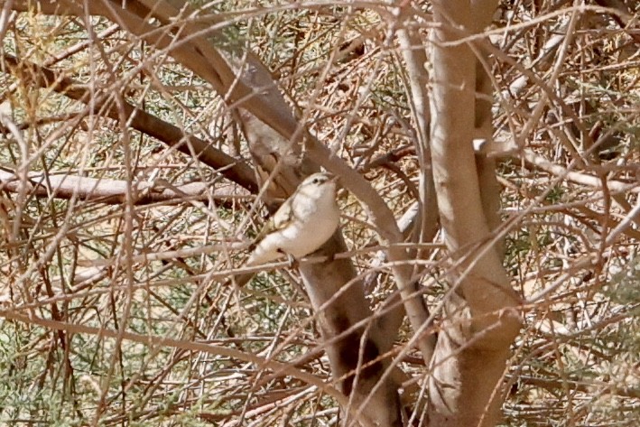 Eastern Bonelli's Warbler - ML632788531