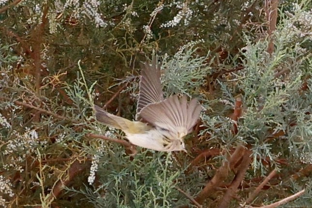 Eastern Bonelli's Warbler - ML632788532