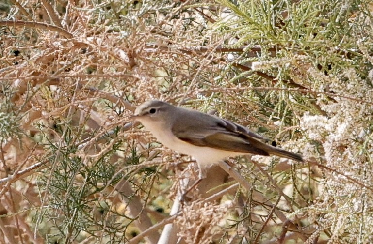 Eastern Bonelli's Warbler - ML632788533