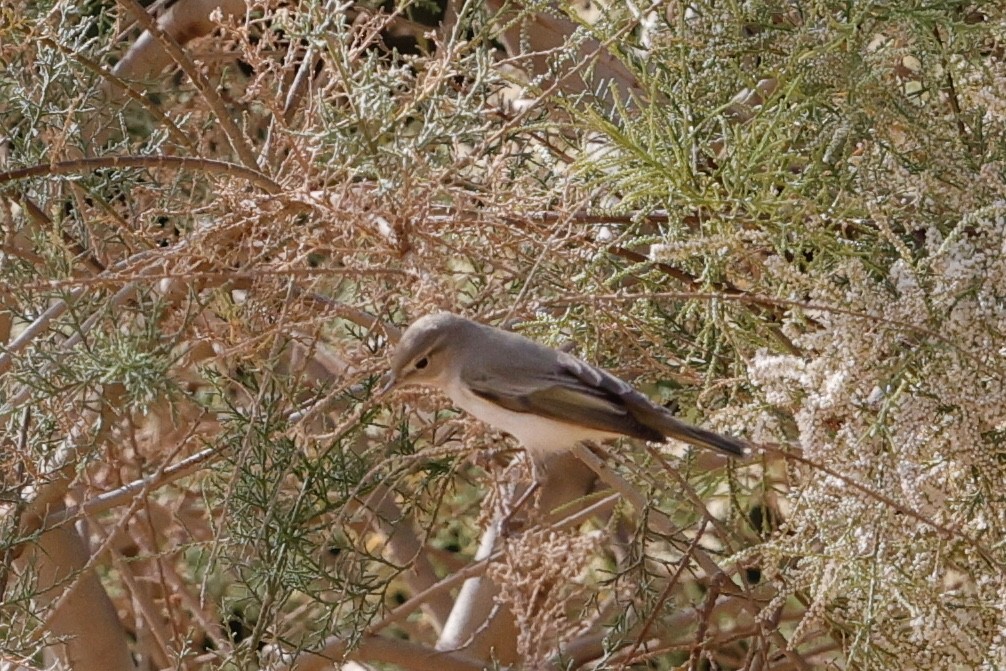 Eastern Bonelli's Warbler - ML632788534
