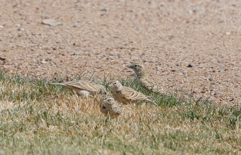 Greater Short-toed Lark - ML632788541