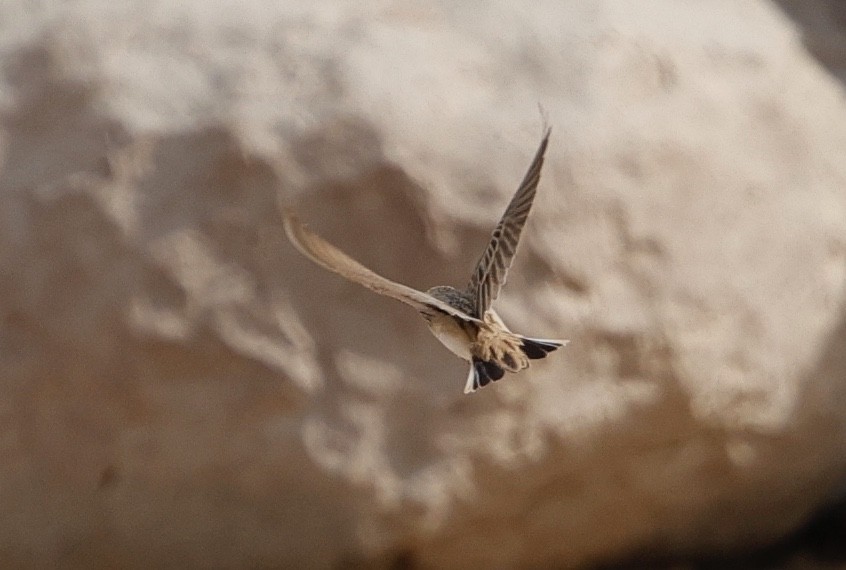 Greater Short-toed Lark - ML632788542