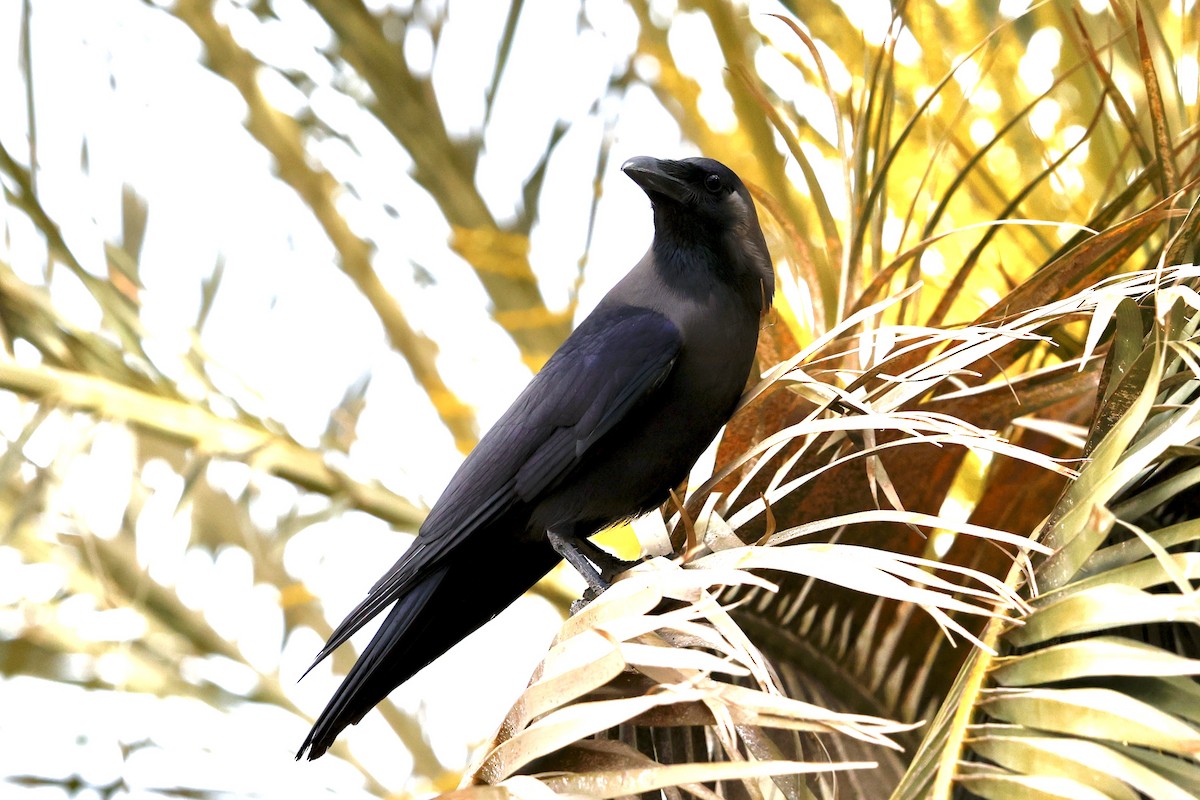 House Crow - ML632788550