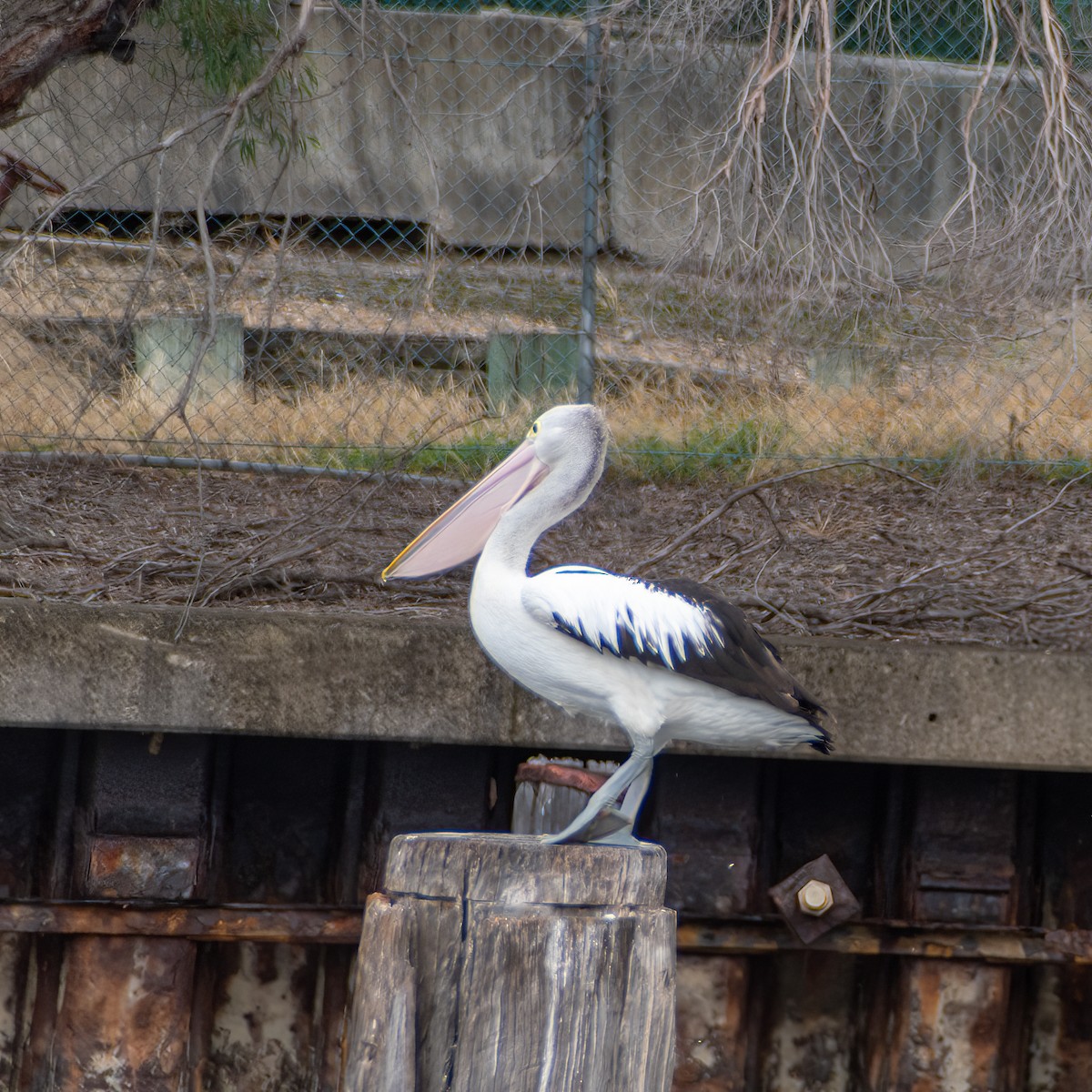 Australian Pelican - ML632788599