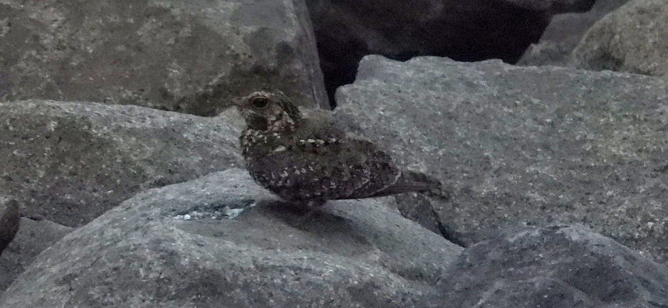 Savanna Nightjar (Sunda) - ML632788694