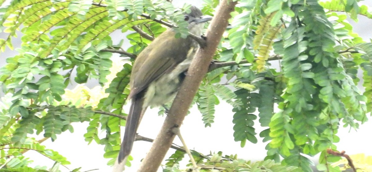Javan Bulbul - ML632788747