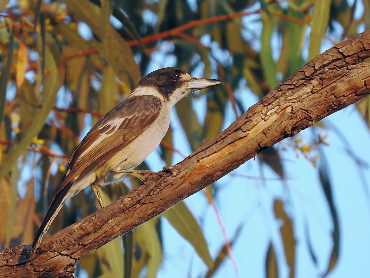 Gray Butcherbird - ML632788769