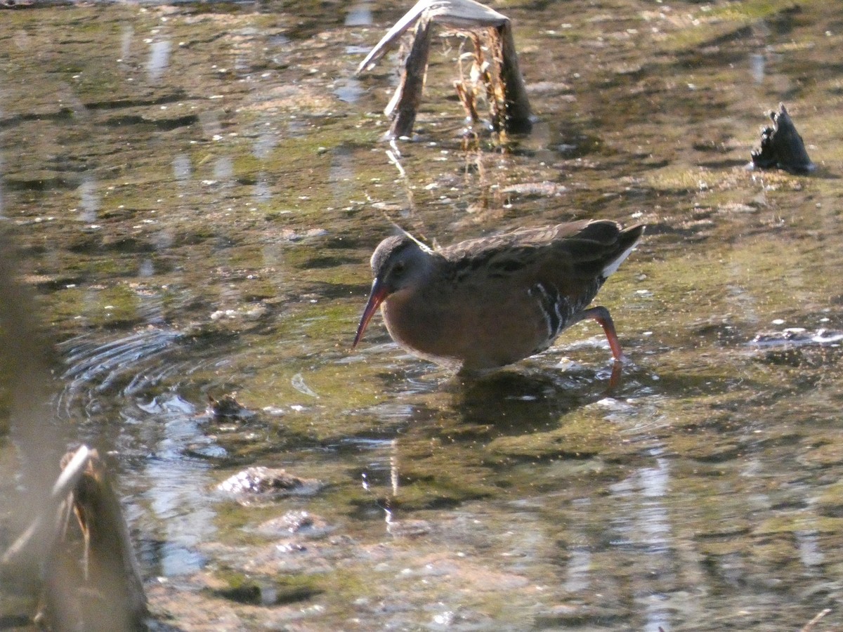 Râle de Virginie - ML632788782