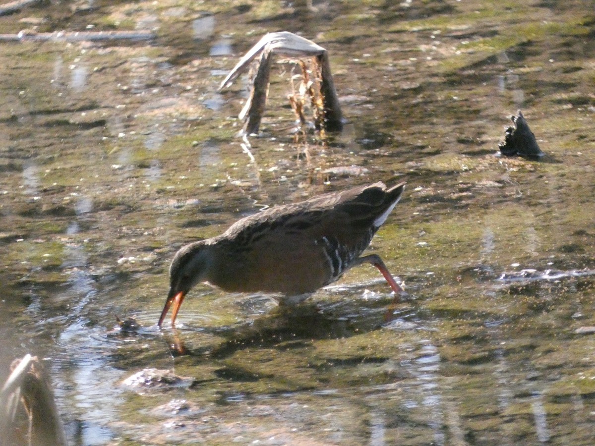 Râle de Virginie - ML632788784