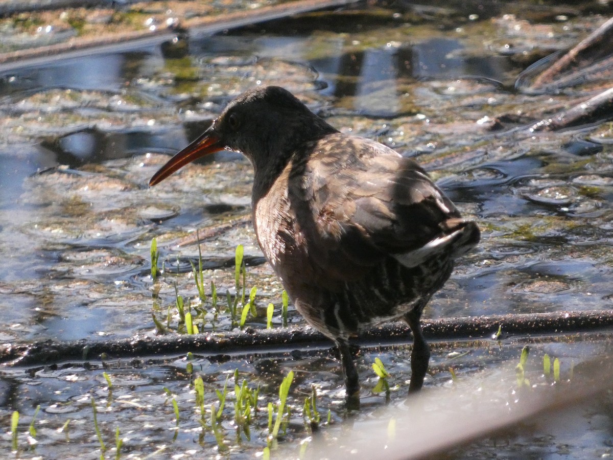 Râle de Virginie - ML632788788