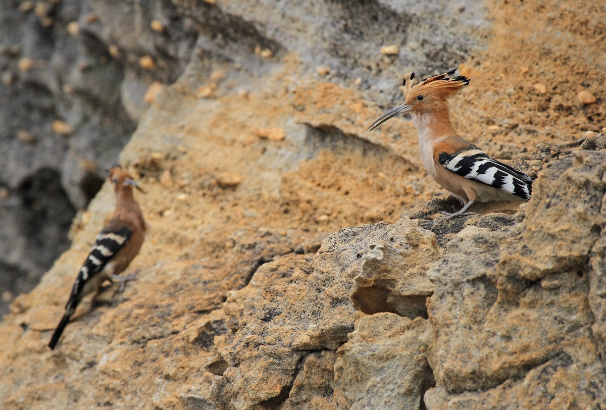 Madagascar Hoopoe - ML632788922