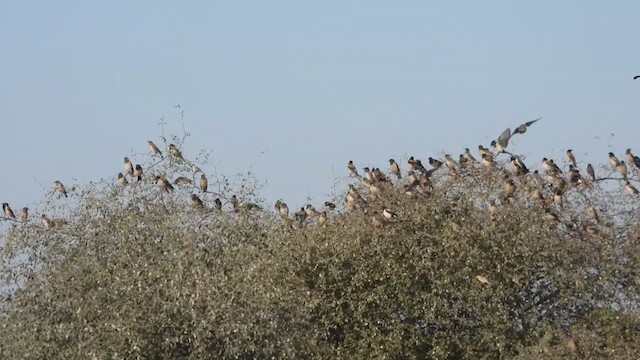 Rosy Starling - ML632789068