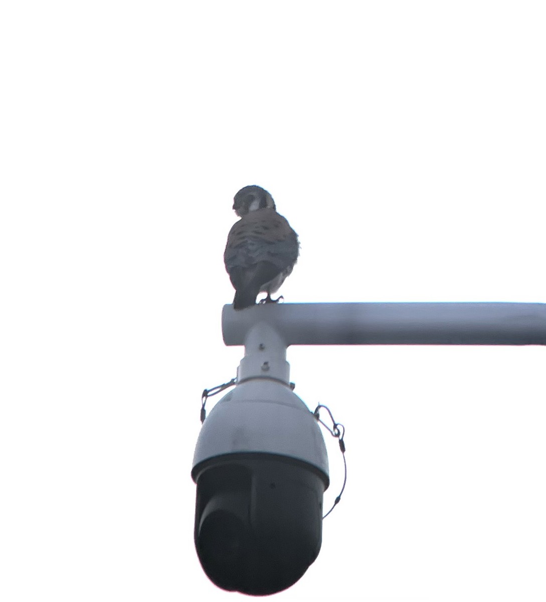American Kestrel - ML632789086