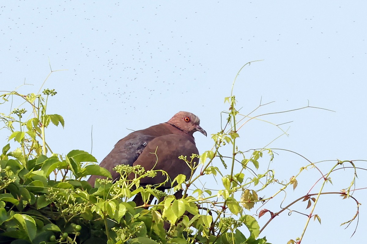 Sunda Collared-Dove - ML632789135