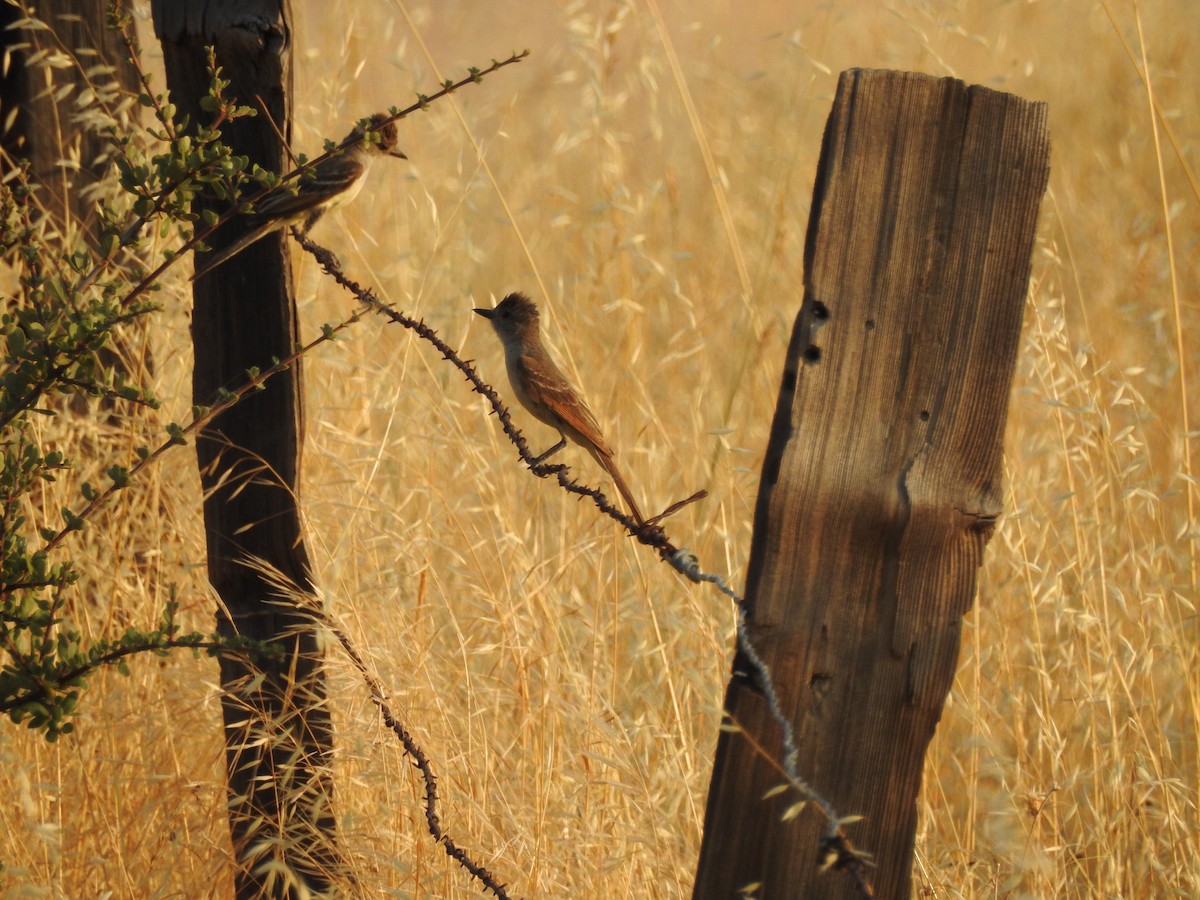 Ash-throated Flycatcher - Karen McClure