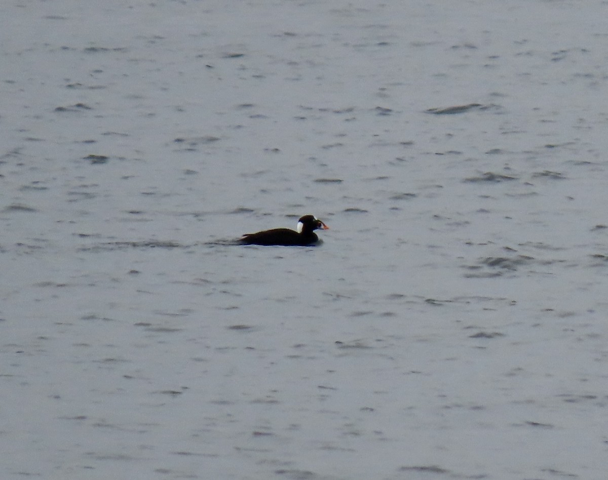 Surf Scoter - ML632789215