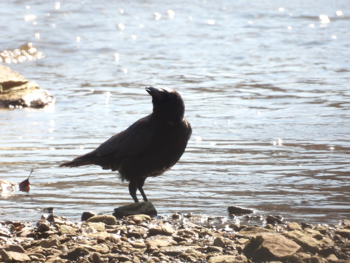 アメリカガラス - ML632789267