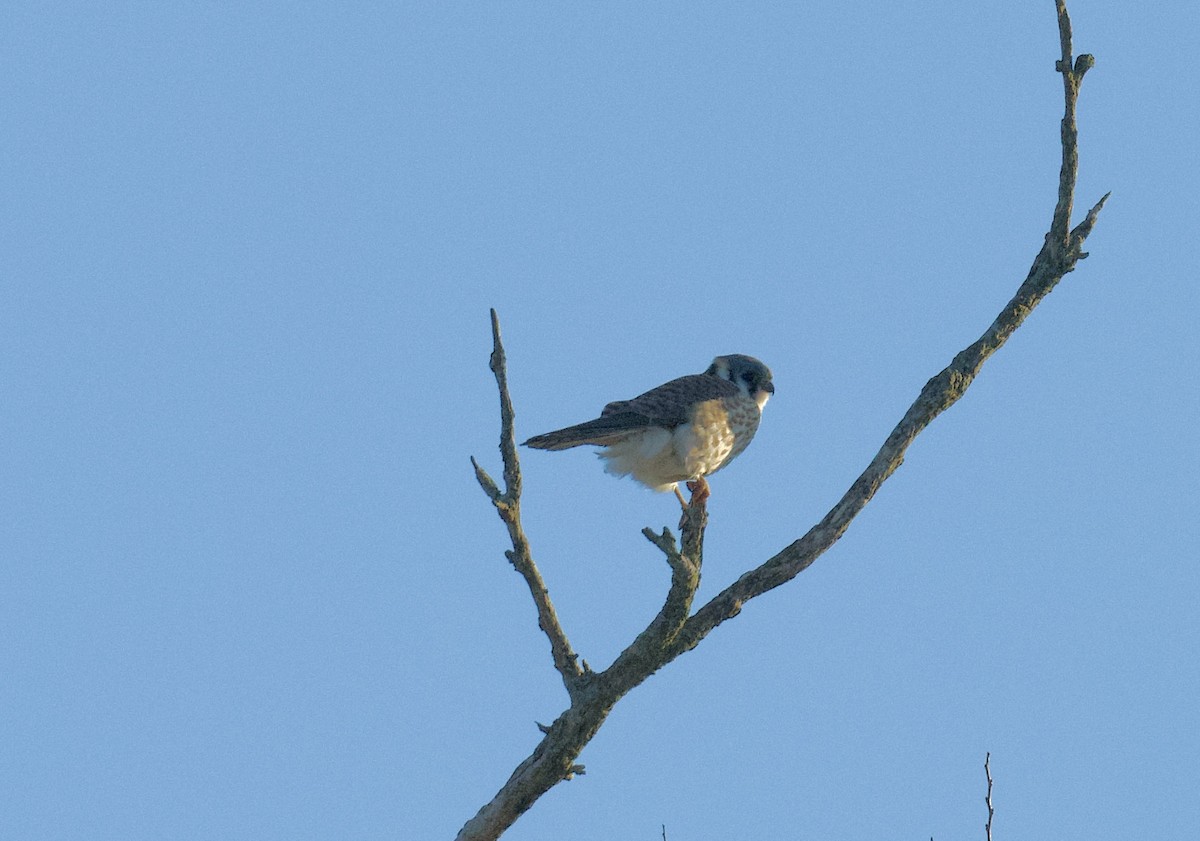 American Kestrel - ML632789288